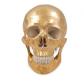 Gold Skull